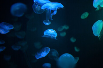 Beautiful transparent jellyfish at a depth underwater in the ocean or sea