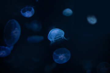 Obraz na płótnie Canvas Beautiful transparent jellyfish at a depth underwater in the ocean or sea