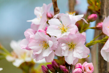 Closeup of spring blossom flower
