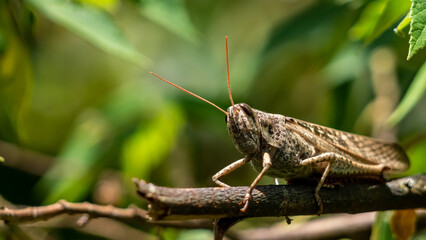 A grasshopper on a branch