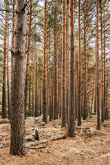 Fototapeta premium Landscape, forest and trees, nature