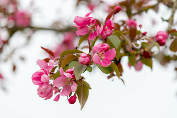 Closeup of spring blossom flower