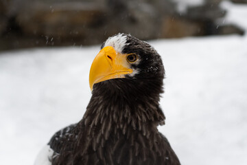 Steller's sea eagle closeup portrait