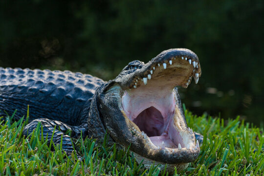 Everglades alligator 1