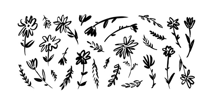 Brush drawn flower illustration isolated on white background. Small and simple meadow flowers. Wild plants with buds, branches and leaves. Vector simple floral elements. Freehand style.
