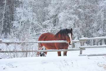 Plakat Chestnut colored Clydesdale horse along snow covered frosty wooden fence in winter on foggy day