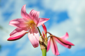 pink and white Amaryllis flower bloom long leaf plant backyard gardening reaches the tall blue sky