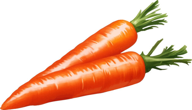 Fresh Carrots Detailed Beautiful Hand Drawn Vector Illustration