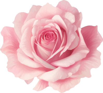 Pink Rose Detailed Beautiful Hand Drawn Vector Illustration