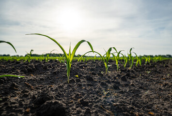 Junge Maispflanzen stehen auf einen weiten Acker, wo der Boden mit Regen durchtränkt ist.