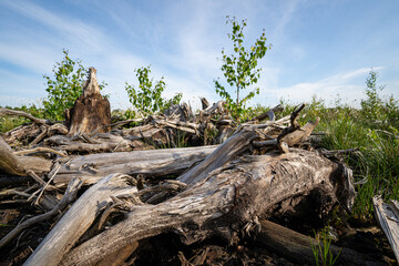 Altes knorriges Holz am Rande einer Moorlandschaft.