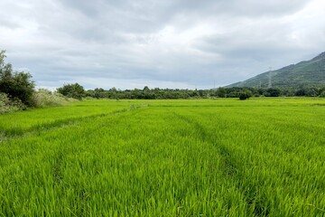 Naklejka premium green Asian rice fields in Asia, Vietnam 