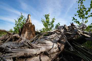 Altes knorriges Holz am Rande einer Moorlandschaft.