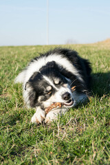 Naklejka na ściany i meble Dog is lying in the grass. She is so happy dog on trip.