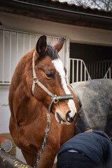 Horse is preparing for riding. He is waiting for his rider.