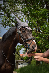Obraz premium Horse is walking outside with his owner. He is waiting for his rider.