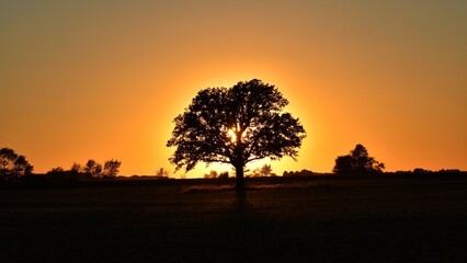 Naklejka na ściany i meble Golden Sunset behind the tree