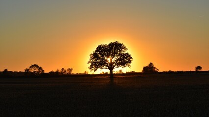 Golden Sunset behind the tree
