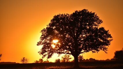 Golden Sunset behind the tree