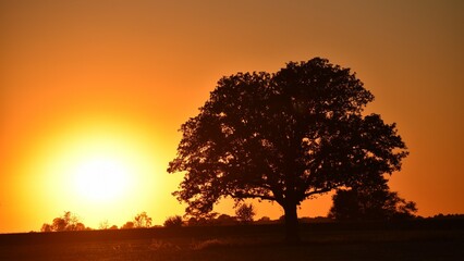 Fototapeta na wymiar Golden Sunset behind the tree