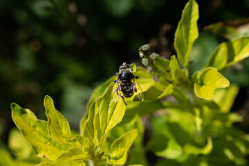 A black bee on a leaf.