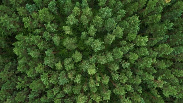 Aerial View of Pine Forest Birds Eye View of Green Spruce Trees in Summer. Top Down of Green Forest Beautiful Nature. Texture of Great Green Forest View From Above. Ecology Environmental Conservation.