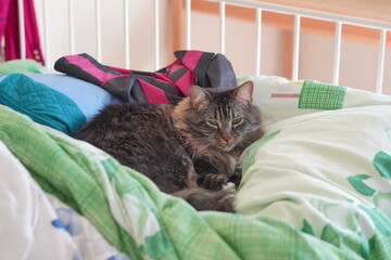 A cute brown maine coon cat is sleeping on bed
