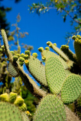 beautiful green cacti up close