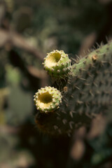 beautiful green cacti up close