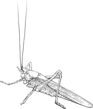 recommend clip art: Grasshopper. Monochrome locust, insect. Vector illustration.