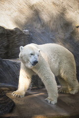 Polar bear at the zoo. An animal in captivity. Northern Bear.