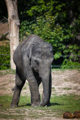 Fototapeta premium Portrait of boy indian elephant in zoo. He is so big, he is walking in his habitat.