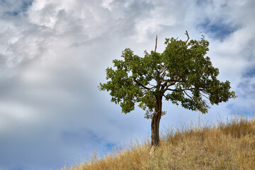Obraz premium lonely tree on the hill