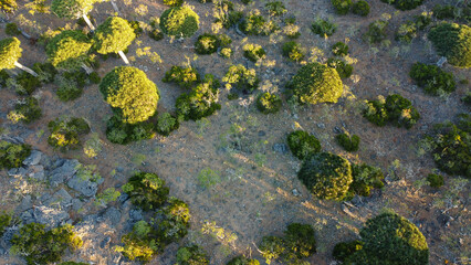 Dragon's blood tree forest at sunset, as seen from a drone