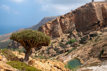 Fototapeta na wymiar Unique dragon's blood tree in front a sunny rock wall