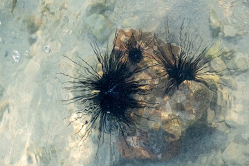 Sea Urchins underwater 