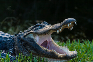 Everglades alligator