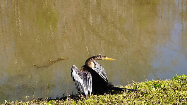Anhinga spread wing and take a sun bath in front of a pond in Tampa area