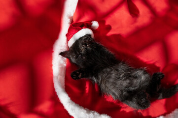 Christmas kitten. A small cat in a santa hat sleeps sweetly on a red blanket. Christmas atmosphere and pet. Place for text. 