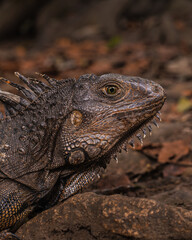 Fototapeta premium iguana 