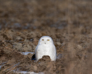 A snowy owl sits in an open field enjoying the sun in January.