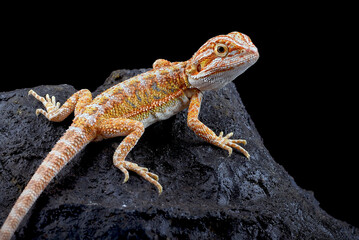 Bearded dragon on a rock