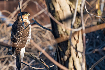 Immature Cooper's Hawk Perched on a Tree on a Sunny Winter Day