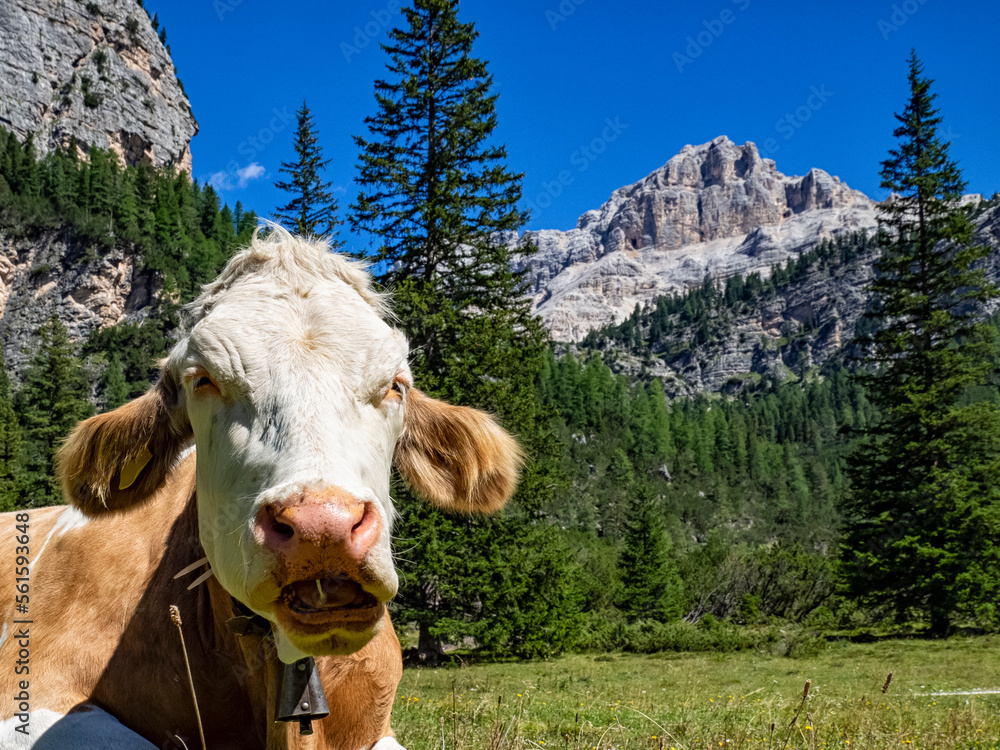 Canvas Prints cow grazing in the dolomites