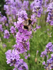 Bourdon sur un bouquet de lavande en été - France