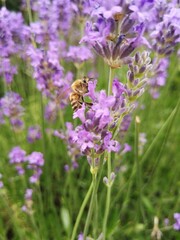 Guêpe sur un bouquet de lavande en été - France