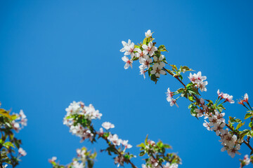 Selective focus of beautiful branches of pink Cherry blossoms on the tree under blue sky, Beautiful Sakura flowers during spring season in the park, Flora pattern texture, Nature floral background.
