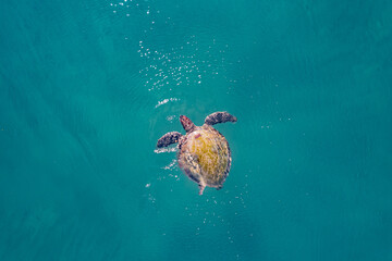 Sea turtle floating on green blue water, aerial top view drone, Turkey summer travel