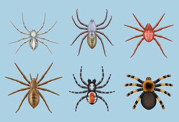 Spiders. Different toxic insects decent vector realistic top view illustrations of various spiders
