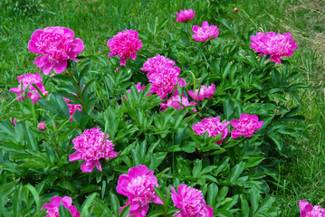 pink flowers in the garden